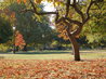 Autumn Leaf Fall