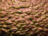 Avocados