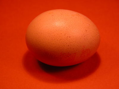 Chicken Egg