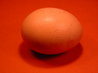 Chicken Egg