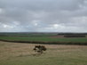 Danebury Hill Fort