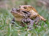 Bufo bufo