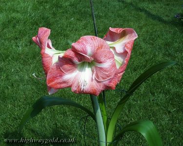 Hippeastrum