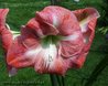 Hippeastrum