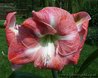 Hippeastrum