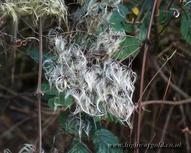 Old Man's Beard