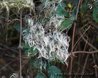 Clematis vitalba
