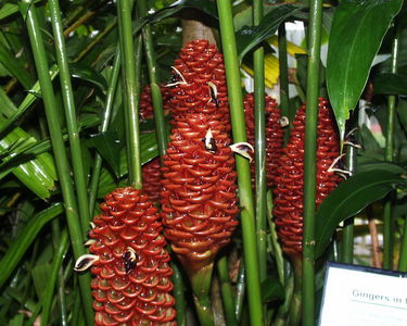 Zingiber spectabilis