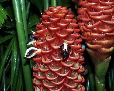 Zingiber spectabilis