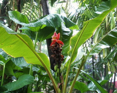 Musa ruba