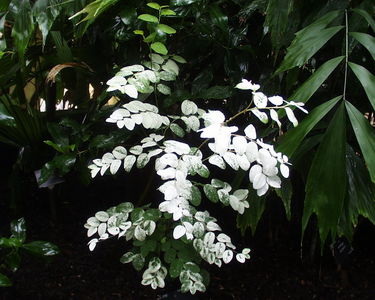 Breynia disticha f. nivosa