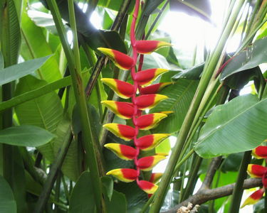 Heliconia rostrata