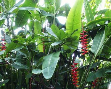 Heliconia rostrata
