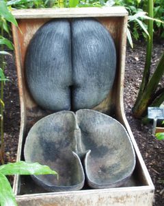 Coco-de-Mer Seed