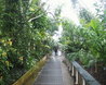 Kew Gardens