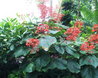 Clerodendrum speciosissimum