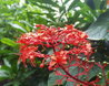 Clerodendrum speciosissimum