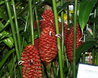 Zingiber spectabilis