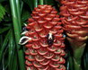 Zingiber spectabilis