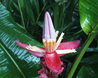 Musa velutina