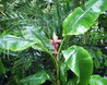 Musa velutina