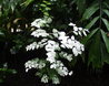 Breynia disticha