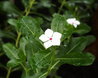 Catharanthus roseus var. ocellatus