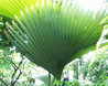 Lodoicea maldivica