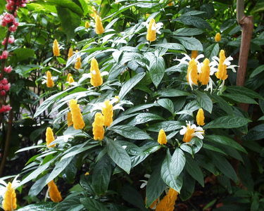 Pachystachys lutea