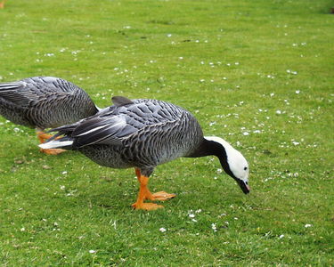 Emperor Goose