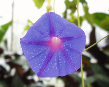 Ipomoea indica