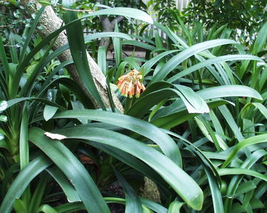 Clivia nobilis