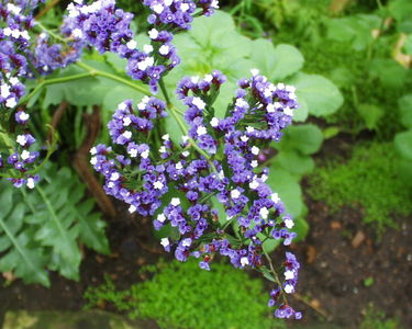 Limonium spectabile
