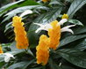 Pachystachys lutea