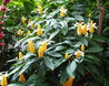 Pachystachys lutea