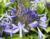 Agapanthus praecox spp praecox