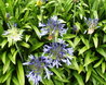 Agapanthus praecox spp praecox