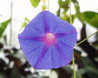 Ipomoea indica