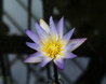Nymphaea micrantha