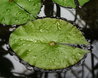 Nymphaea micrantha