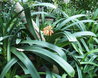 Clivia nobilis