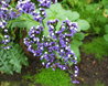 Limonium spectabile