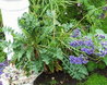 Limonium spectabile