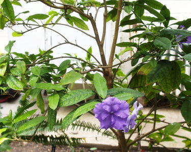 Brunfelsia pauciflora 'Macrantha'