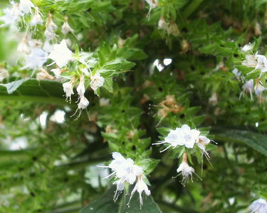 Echium pininana