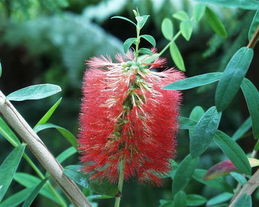Melaleuca hypericifolia
