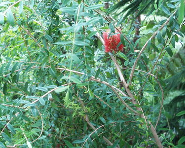Melaleuca hypericifolia