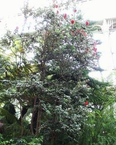 Metrosideros polymorpha
