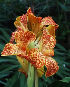 Canna x generalis 'Meyerbeer'