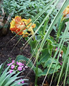 Canna x generalis 'Meyerbeer'